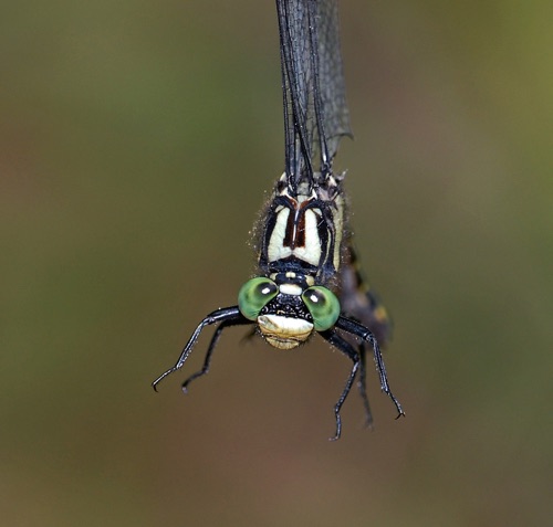 Male
2008_05_22_Oconee_SC_Rabun_GA